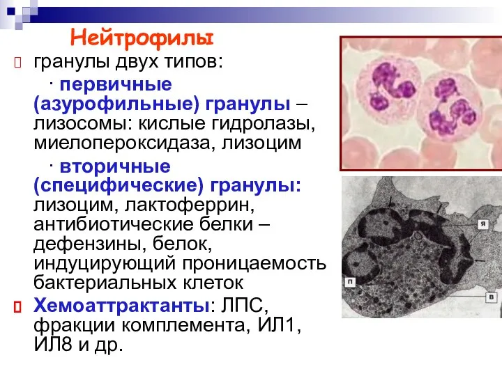 Нейтрофилы гранулы двух типов: ∙ первичные (азурофильные) гранулы – лизосомы: кислые