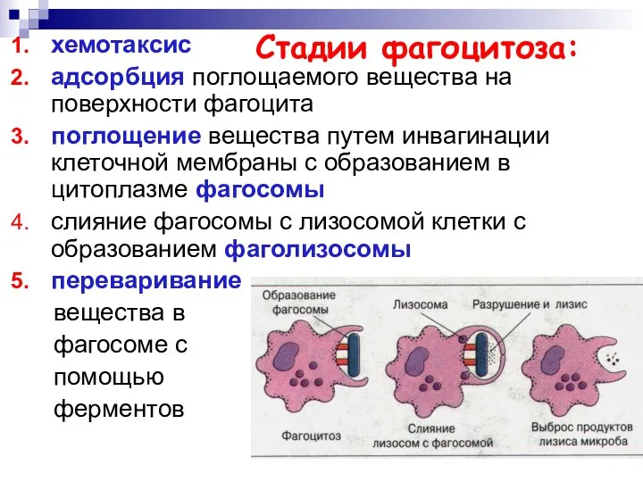 Стадии фагоцитоза: хемотаксис адсорбция поглощаемого вещества на поверхности фагоцита поглощение вещества