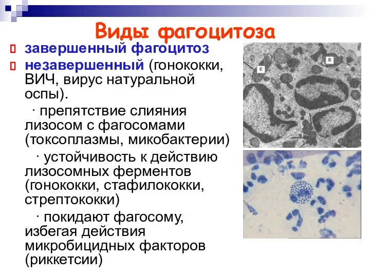 Виды фагоцитоза завершенный фагоцитоз незавершенный (гонококки, ВИЧ, вирус натуральной оспы). ∙