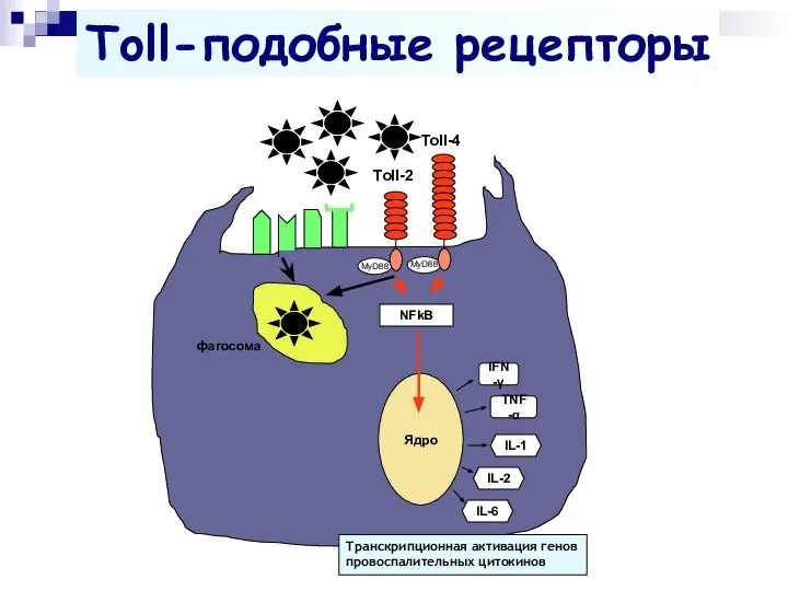 Toll-2 Toll-4 MyD88 MyD88 NFkB Ядро IFN-γ TNF-α IL-1 IL-2 IL-6