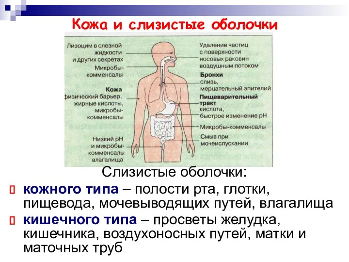 Кожа и слизистые оболочки Слизистые оболочки: кожного типа – полости рта,