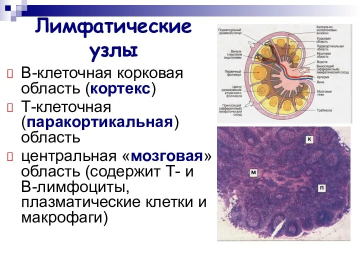 Лимфатические узлы В-клеточная корковая область (кортекс) Т-клеточная (паракортикальная) область центральная «мозговая»