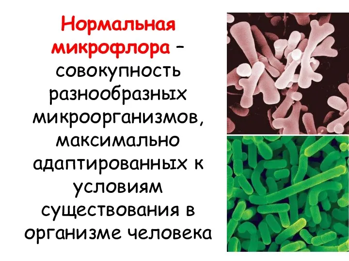 Нормальная микрофлора – совокупность разнообразных микроорганизмов, максимально адаптированных к условиям существования в организме человека