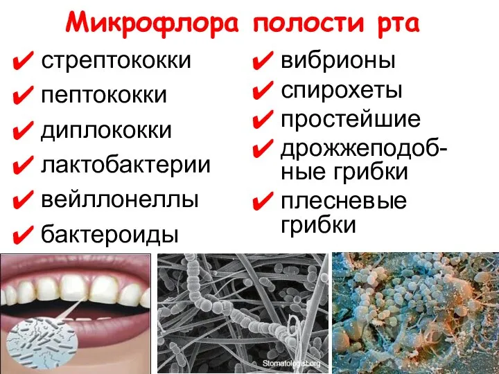 Микрофлора полости рта стрептококки пептококки диплококки лактобактерии вейллонеллы бактероиды вибрионы спирохеты простейшие дрожжеподоб-ные грибки плесневые грибки