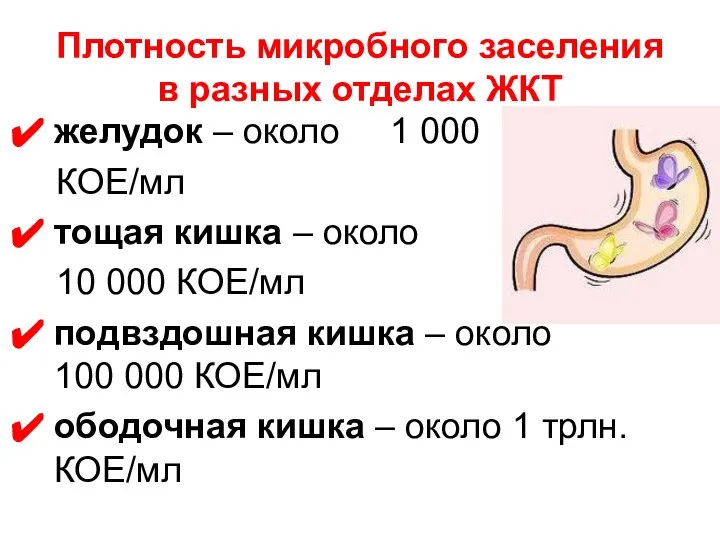 Плотность микробного заселения в разных отделах ЖКТ желудок – около 1