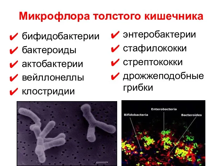 Микрофлора толстого кишечника бифидобактерии бактероиды актобактерии вейллонеллы клостридии энтеробактерии стафилококки стрептококки дрожжеподобные грибки