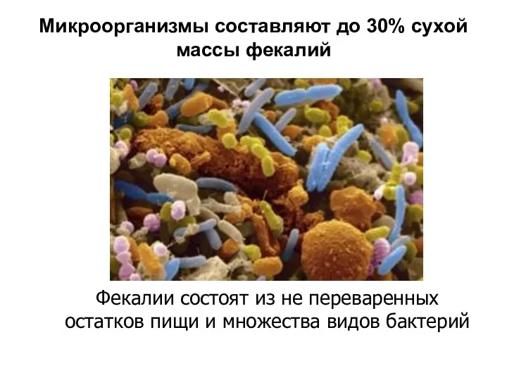 Микроорганизмы составляют до 30% сухой массы фекалий Фекалии состоят из не