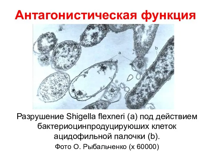 Антагонистическая функция Разрушение Shigella flexneri (а) под действием бактериоцинпродуцируюших клеток ацидофильной