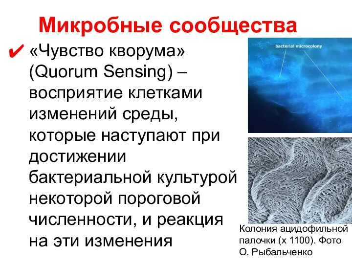 Микробные сообщества «Чувство кворума» (Quorum Sensing) – восприятие клетками изменений среды,