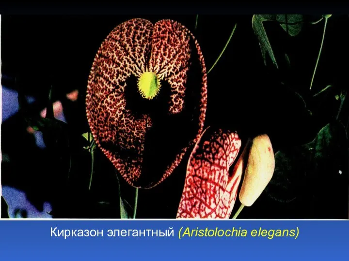 Кирказон элегантный (Aristolochia elegans)