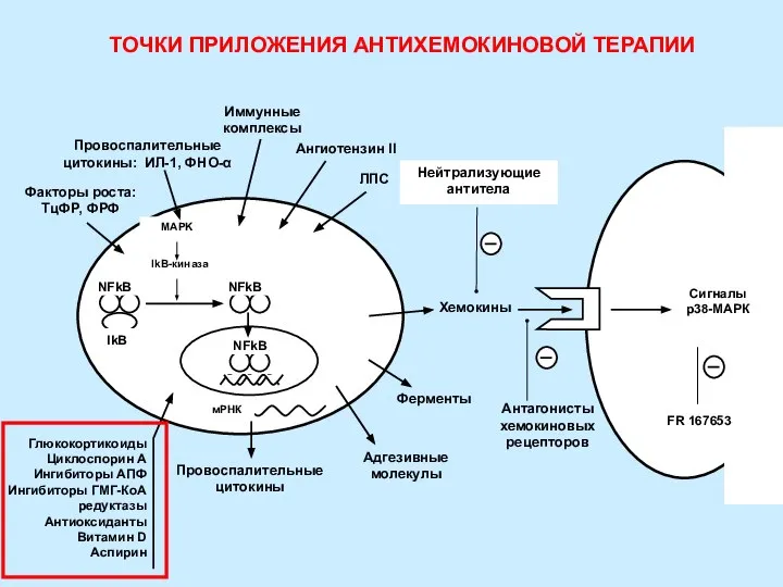 Нейтрализующие антитела Антагонисты хемокиновых рецепторов FR 167653 Сигналы р38-МАРК Хемокины ЛПС