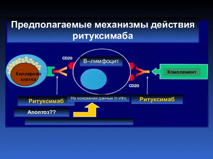 Предполагаемые механизмы действия ритуксимаба Ритуксимаб Ритуксимаб На основании данных in vitro Апоптоз?? Комплемент В–лимфоцит Киллерная клетка