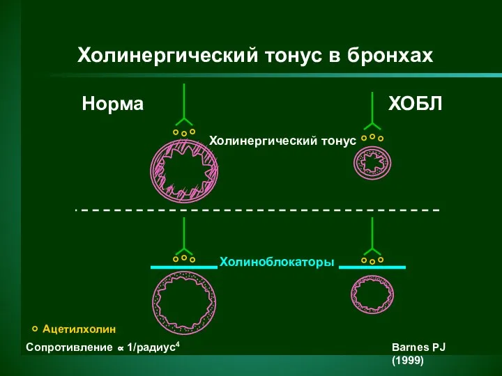 Холинергический тонус в бронхах Норма ХОБЛ Холинергический тонус Холиноблокаторы Сопротивление ∝ 1/радиус4 Ацетилхолин Barnes PJ (1999)