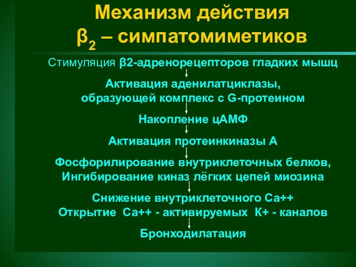 Механизм действия β2 – симпатомиметиков