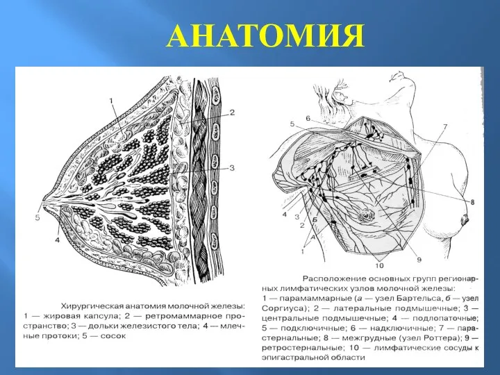 АНАТОМИЯ