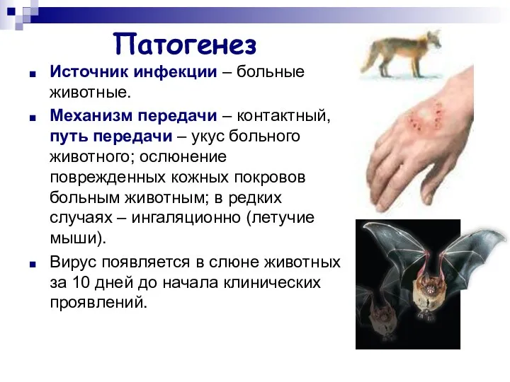 Патогенез Источник инфекции – больные животные. Механизм передачи – контактный, путь