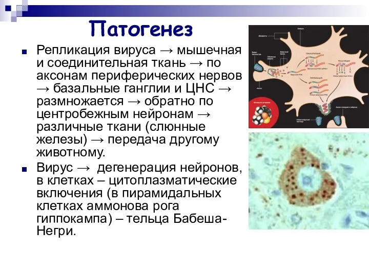 Патогенез Репликация вируса → мышечная и соединительная ткань → по аксонам