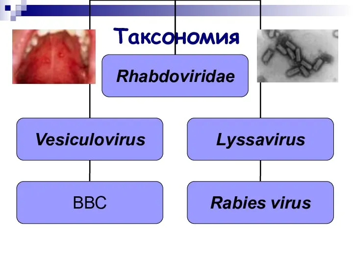 Таксономия