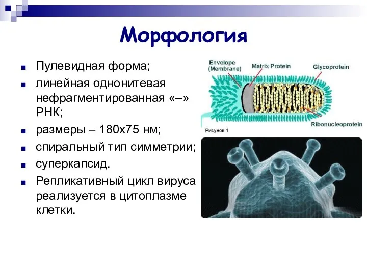 Морфология Пулевидная форма; линейная однонитевая нефрагментированная «–» РНК; размеры – 180х75