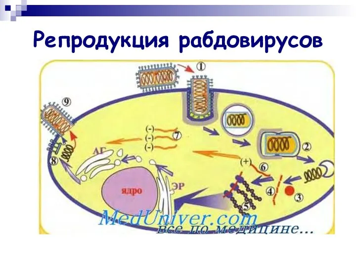 Репродукция рабдовирусов Сссссссссссссссссссссссссссссссссссссссссссссссссссссссссссссссссс