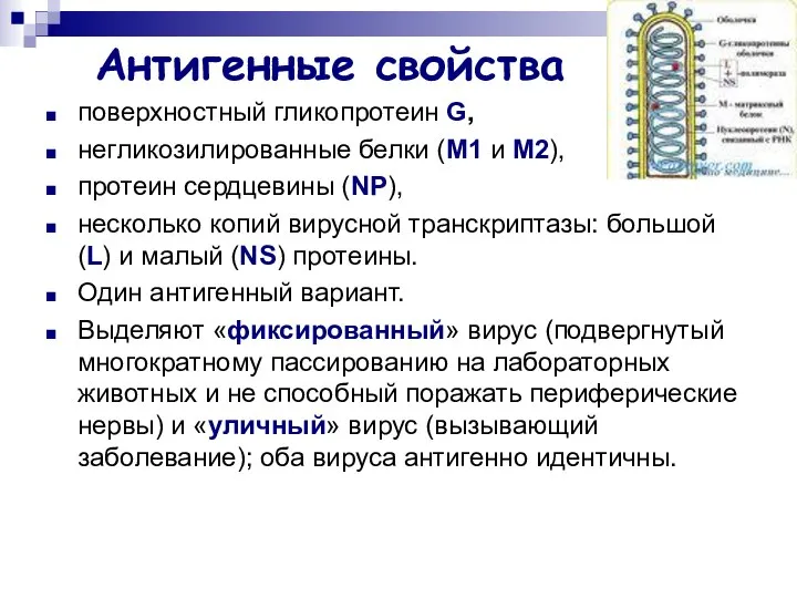 Антигенные свойства поверхностный гликопротеин G, негликозилированные белки (М1 и М2), протеин