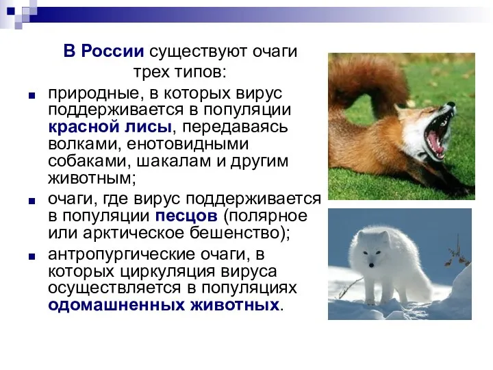 В России существуют очаги трех типов: природные, в которых вирус поддерживается