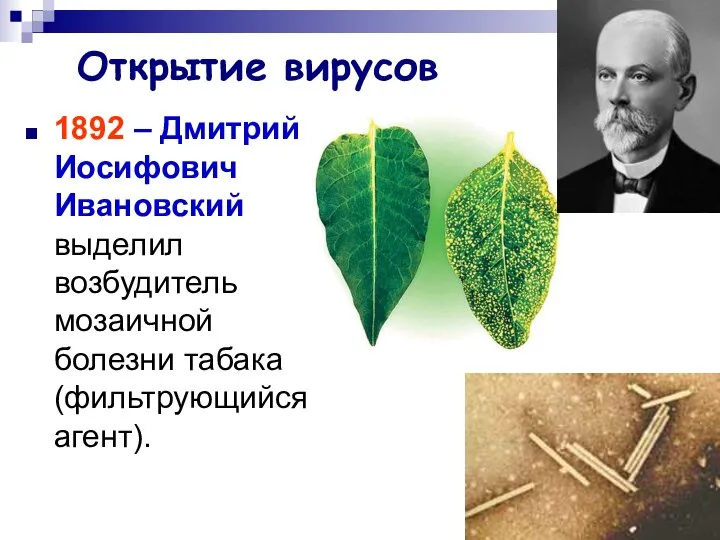 Открытие вирусов 1892 – Дмитрий Иосифович Ивановский выделил возбудитель мозаичной болезни табака (фильтрующийся агент).