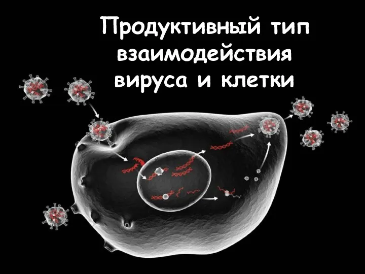 Продуктивный тип взаимодействия вируса и клетки