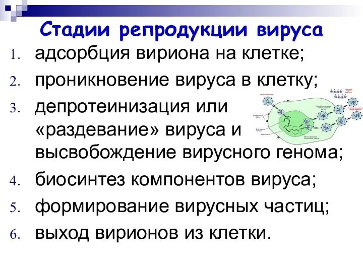 Стадии репродукции вируса адсорбция вириона на клетке; проникновение вируса в клетку;