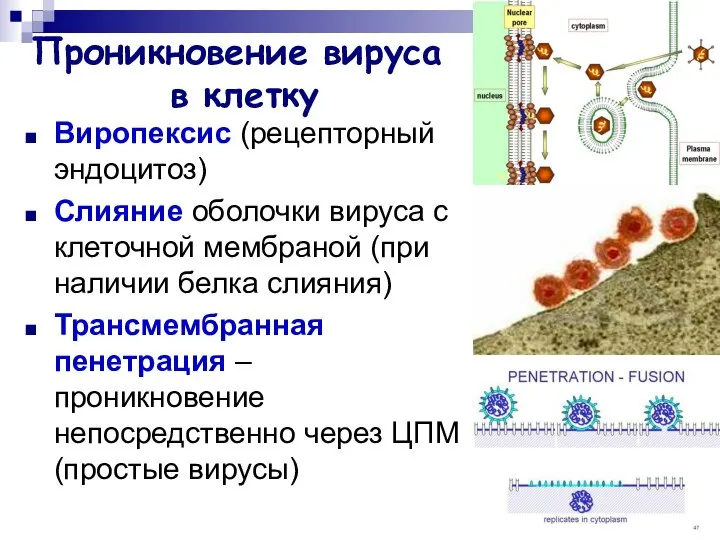 Проникновение вируса в клетку Виропексис (рецепторный эндоцитоз) Слияние оболочки вируса с