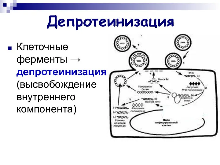 Депротеинизация Клеточные ферменты → депротеинизация (высвобождение внутреннего компонента) XXXXXXX