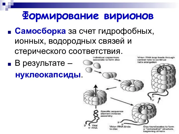 Самосборка за счет гидрофобных, ионных, водородных связей и стерического соответствия. В результате – нуклеокапсиды. Формирование вирионов