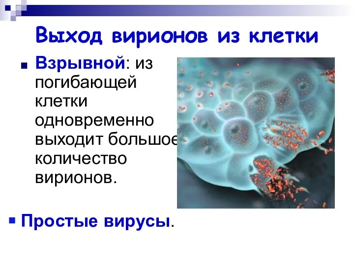 Выход вирионов из клетки Взрывной: из погибающей клетки одновременно выходит большое количество вирионов. Простые вирусы.