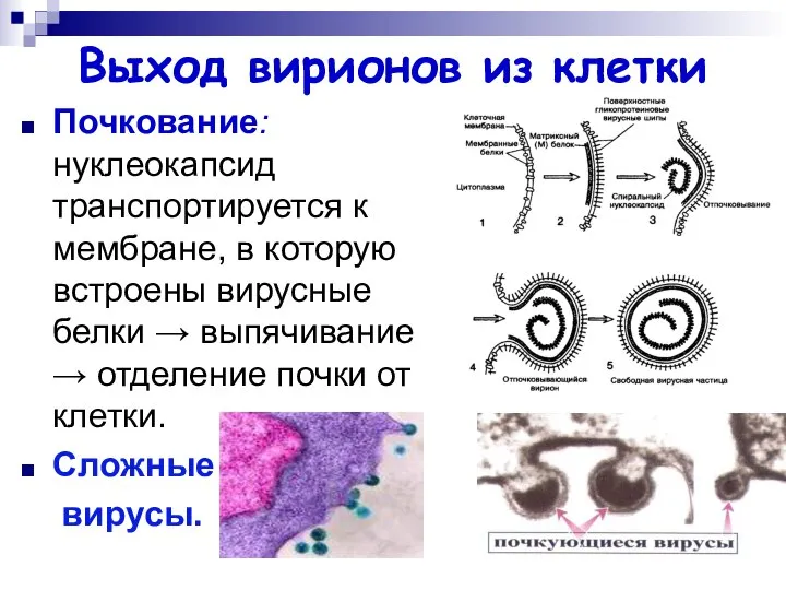 Выход вирионов из клетки Почкование: нуклеокапсид транспортируется к мембране, в которую