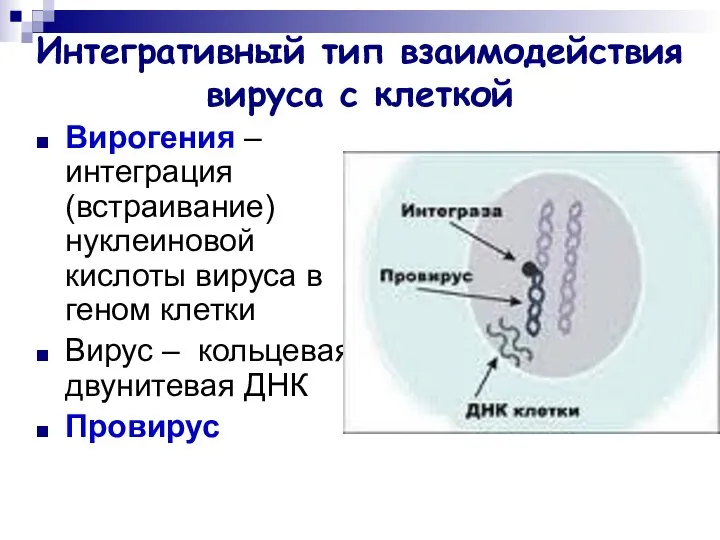Интегративный тип взаимодействия вируса с клеткой Вирогения – интеграция (встраивание) нуклеиновой