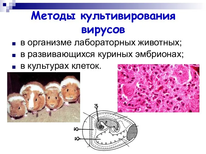 Методы культивирования вирусов в организме лабораторных животных; в развивающихся куриных эмбрионах; в культурах клеток.