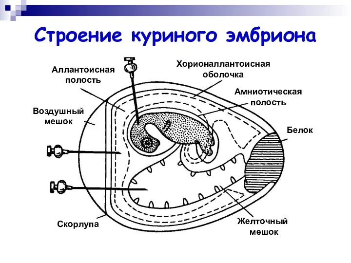 Строение куриного эмбриона Хорионаллантоисная оболочка Амниотическая полость Белок Желточный мешок Скорлупа Воздушный мешок Аллантоисная полость