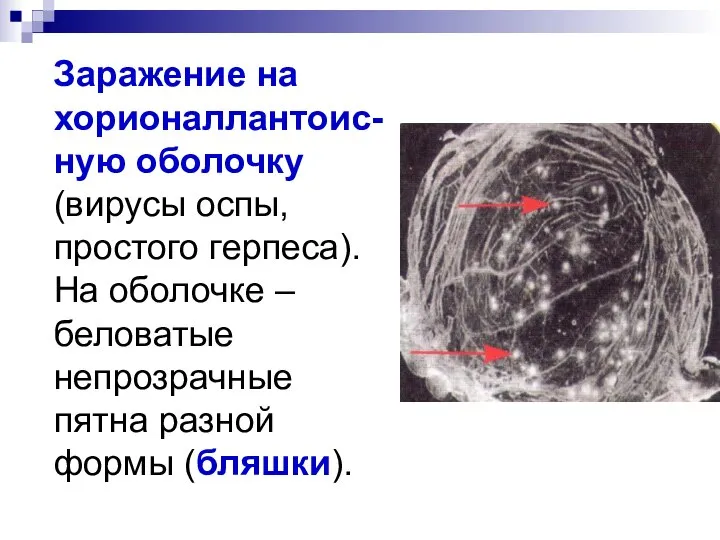 Заражение на хорионаллантоис-ную оболочку (вирусы оспы, простого герпеса). На оболочке –