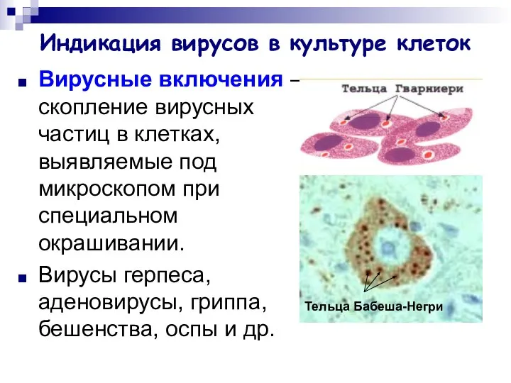 Индикация вирусов в культуре клеток Вирусные включения – скопление вирусных частиц