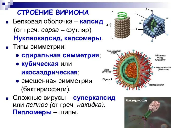 СТРОЕНИЕ ВИРИОНА Белковая оболочка – капсид (от греч. сapsa – футляр).