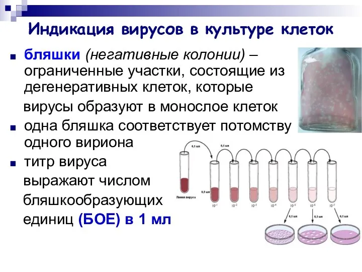 Индикация вирусов в культуре клеток бляшки (негативные колонии) – ограниченные участки,