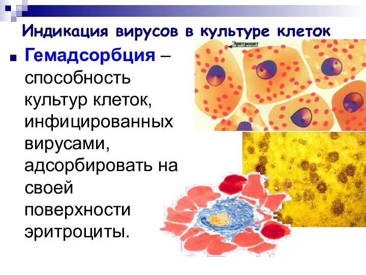 Индикация вирусов в культуре клеток Гемадсорбция – способность культур клеток, инфицированных