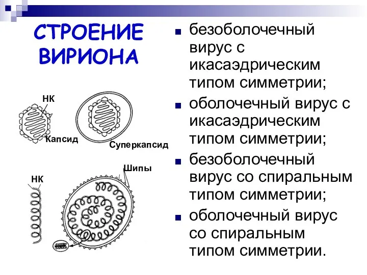 СТРОЕНИЕ ВИРИОНА безоболочечный вирус с икасаэдрическим типом симметрии; оболочечный вирус с