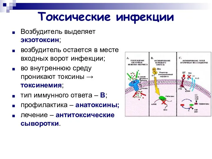 Токсические инфекции Возбудитель выделяет экзотоксин; возбудитель остается в месте входных ворот