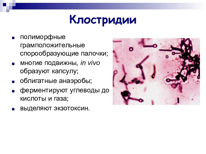 Клостридии полиморфные грамположительные спорообразующие палочки; многие подвижны, in vivo образуют капсулу;