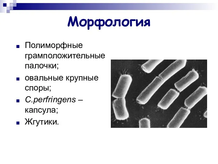 Морфология Полиморфные грамположительные палочки; овальные крупные споры; C.perfringens – капсула; Жгутики.