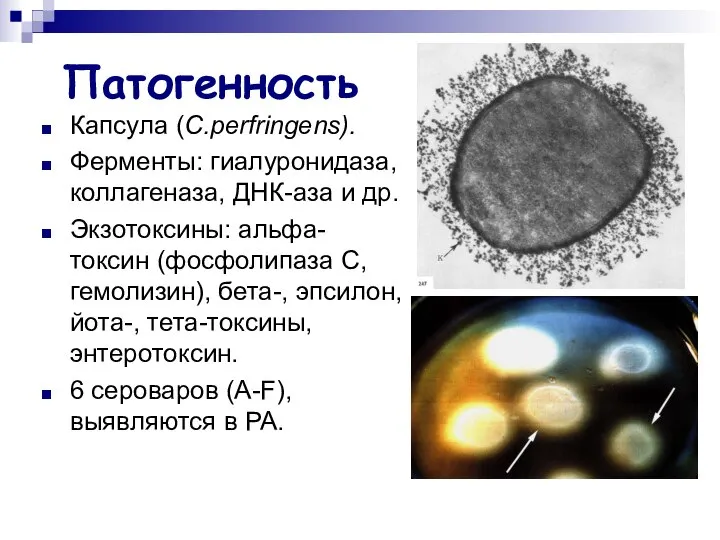 Патогенность Капсула (C.perfringens). Ферменты: гиалуронидаза, коллагеназа, ДНК-аза и др. Экзотоксины: альфа-токсин