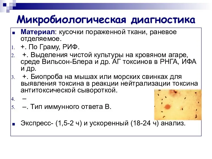 Микробиологическая диагностика Материал: кусочки пораженной ткани, раневое отделяемое. +. По Граму,