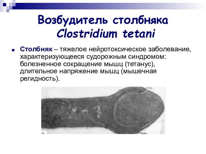 Возбудитель столбняка Clostridium tetani Столбняк – тяжелое нейротоксическое заболевание, характеризующееся судорожным