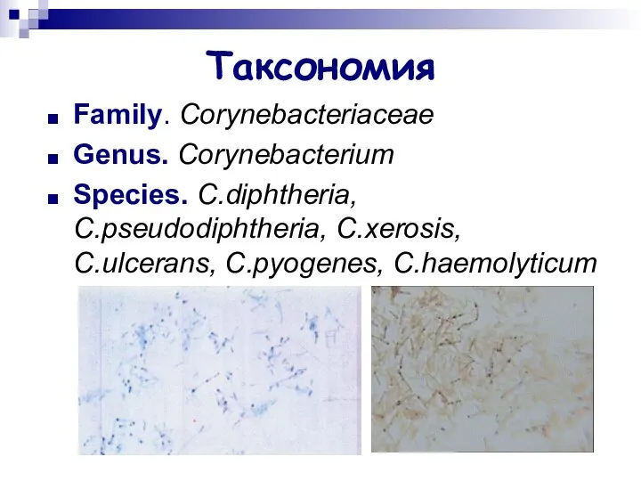 Таксономия Family. Corynebacteriaceae Genus. Corynebacterium Species. C.diphtheria, C.pseudodiphtheria, C.xerosis, C.ulcerans, C.pyogenes, C.haemolyticum